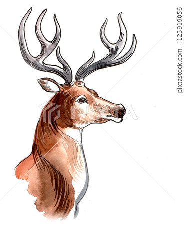 Deer head. Hand drawn watercolour illustration 123919056