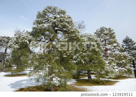 Snowy Nijo Castle - Snowfall inside the castle - Nakagyo Ward, Kyoto City 123919511