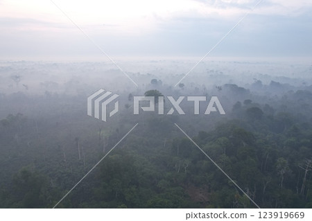 Misty morning view of dense forest in Amazon rainforest region Misty morning view of dense forest in Amazon rainforest region 123919669