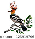 Hoopoe bird. Hand drawn watercolour illustration 123919706