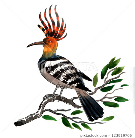 Hoopoe bird. Hand drawn watercolour illustration Hoopoe bird. Hand drawn watercolour illustration 123919706