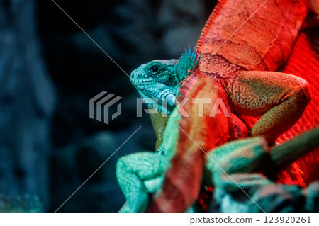 beautiful iguana lizard 123920261