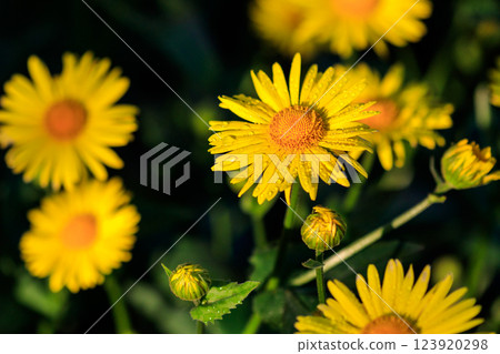 beautiful bloom of yellow daisies with drops beautiful bloom of yellow daisies with drops 123920298