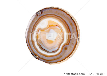 Macro mineral stone Yellow, brown Agate breed a white background 123920300