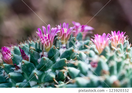 Flowering cactus with red flowers 123920332