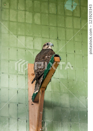 An eagle and a falcon sit on a close-up branch An eagle and a falcon sit on a close-up branch 123920343