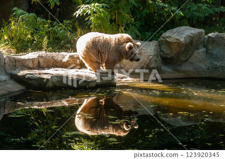 white Bear on the lake look at your reflection 123920345