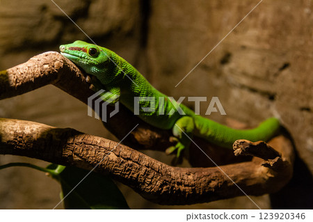 Green gecko lizard sits on a close-up branch Green gecko lizard sits on a close-up branch 123920346