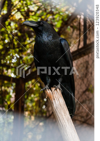 Big Black Raven sitting on a close-up branch 123920348