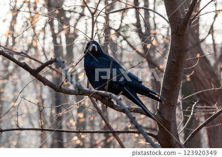 Black raven sits on a branch close up Black raven sits on a branch close up 123920349