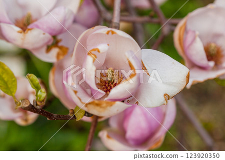 Macro blooming magnolia on a close-up branch Macro blooming magnolia on a close-up branch 123920350