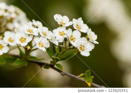 Macro bush of small white flowers on a branch 123920351
