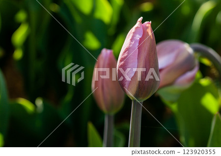 Macro of pink tulips on a background of green grass Macro of pink tulips on a background of green grass 123920355