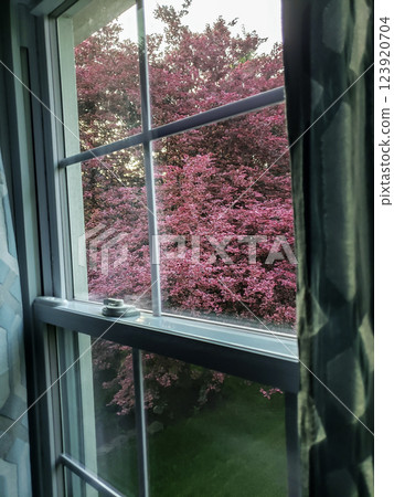 Tricolor Beech Tree Seen Through a Window 123920704