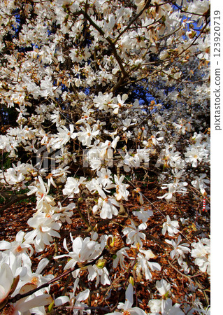 Magnolia Tree in Bloom, Inniswood Metro Gardens, Westerville, Ohio 123920719