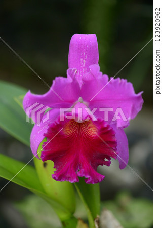 卡特蘭花 123920962