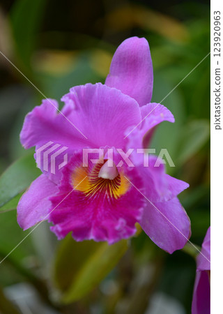 卡特蘭花 123920963