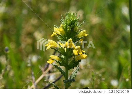 Artemisia nigra is a naturalized plant native to western Europe, with beautiful yellow flower inflorescences that I saw on the banks of the Inagawa River. 123921049