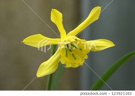 Brahmangaia Weberbaweli Brahmangaia Weberbaweli 123921162