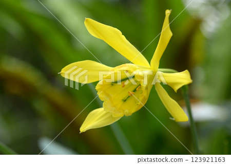 Brahmangaia Weberbaweli Brahmangaia Weberbaweli 123921163