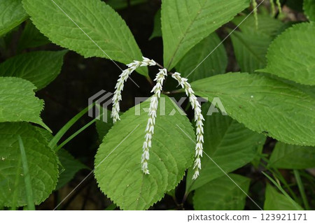 Taiwanese lily of the valley, native to Taiwan, has three cute spikes of white flowers dangling from between the leaves. 123921171