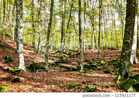 Autumn landscape of the Fageda den Jorda Nature Reserve (Jorda Beech Forest) in La Garrotxa, Girona Autumn landscape of the Fageda den Jorda Nature Reserve (Jorda Beech Forest) in La Garrotxa, Girona 123921177