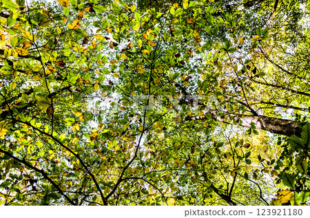 Autumn landscape of the Fageda den Jorda Nature Reserve (Jorda Beech Forest) in La Garrotxa, Girona 123921180
