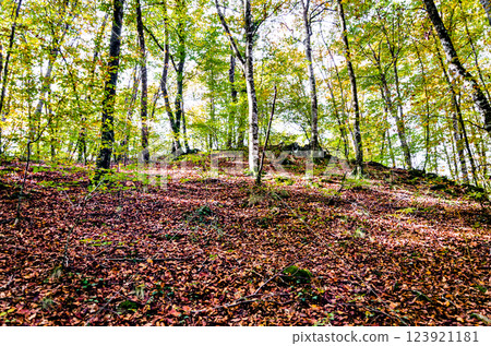 Autumn landscape of the Fageda den Jorda Nature Reserve (Jorda Beech Forest) in La Garrotxa, Girona 123921181