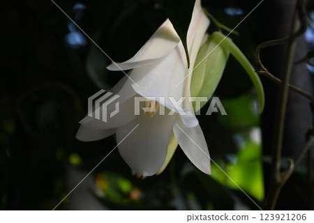 Camellia vine is a climbing plant native to South America that has beautiful white flowers that are pollinated by hummingbirds. 123921206