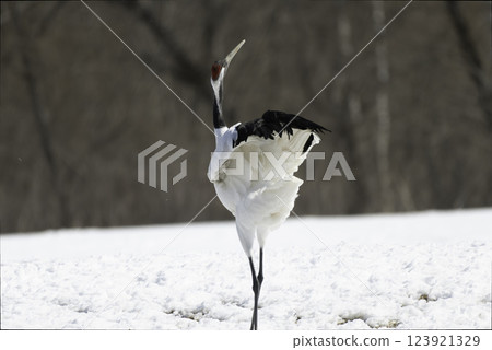 丹頂鶴的定姿 123921329