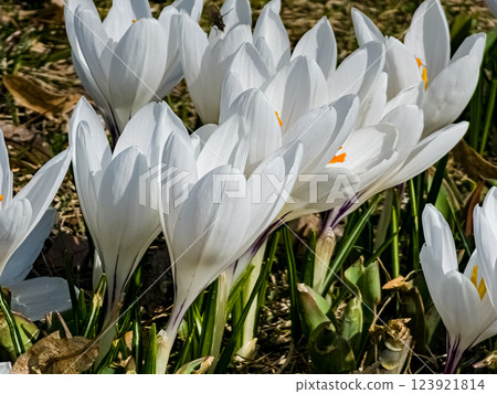 Close-up of white crocus flowers in early spring. First spring flowers. Floral background Close-up of white crocus flowers in early spring. First spring flowers. Floral background 123921814