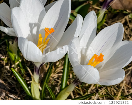 Close-up of group of white crocus flowers in early spring Close-up of group of white crocus flowers in early spring 123921821