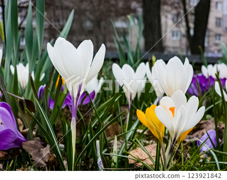 Close-up of colorful crocus flowers in early spring. Floral background. Blurred background 123921842
