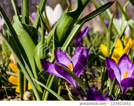 Close-up of white and purple crocus flowers in early spring. First spring flowers 123921852