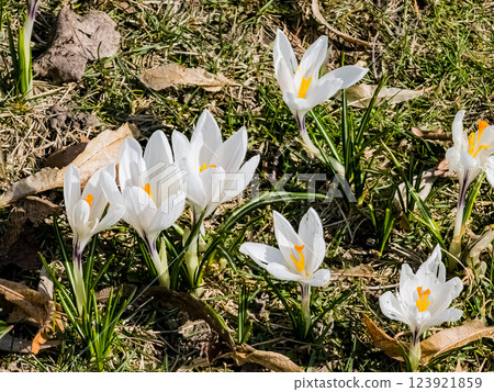 White crocuses in early spring. First spring flowers. Floral background White crocuses in early spring. First spring flowers. Floral background 123921859