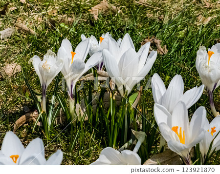 Background of white crocuses in early spring. First spring flowers Background of white crocuses in early spring. First spring flowers 123921870