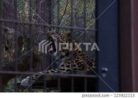 Amur leopard 123922113