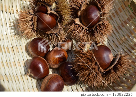 收穫的栗子和毛刺 123922225