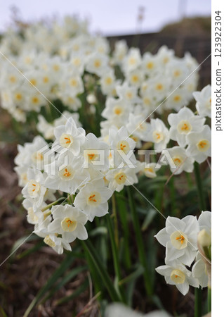 河堤上盛開的水仙花 河堤上盛開的水仙花 123922304