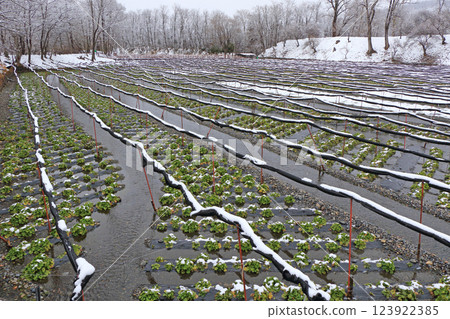 安曇野雪野大王山葵農場 123922385