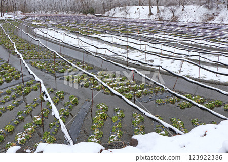 安曇野雪野大王山葵農場 安曇野雪野大王山葵農場 123922386