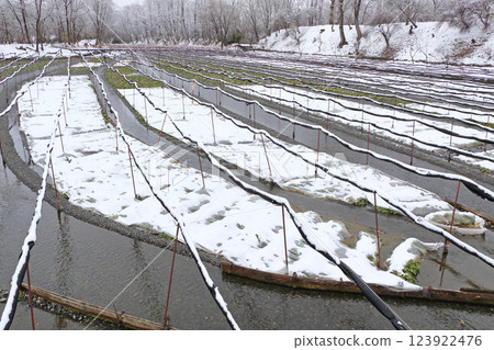 Azumino Yukino Daio Wasabi Farm 123922476