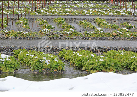 安曇野雪野大王山葵農場 123922477