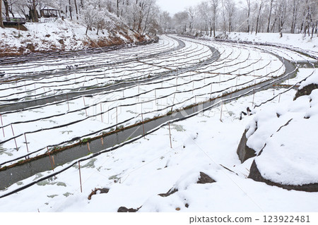 Azumino Yukino Daio Wasabi Farm Azumino Yukino Daio Wasabi Farm 123922481