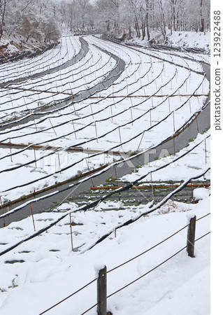 安曇野雪野大王山葵農場 安曇野雪野大王山葵農場 123922488