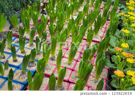 Seedling flowers Hyacinths in the pots. Spring bulbs ready for planting. Young green sprouts growing in small pots with sandy soil. Greenhouse environment with organized rows of early stage plants Seedling flowers Hyacinths in the pots. Spring bulbs ready for planting. Young green sprouts growing in small pots with sandy soil. Greenhouse environment with organized rows of early stage plants 123922659