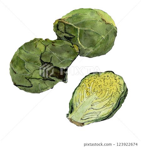 Brussels sprout cabbage sketch by watercolor and line Brussels sprout cabbage sketch by watercolor and line 123922674