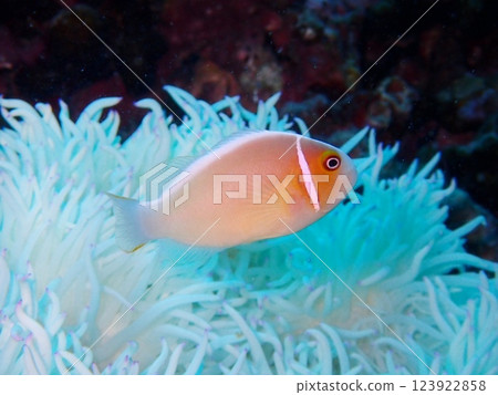 Hanabira Anemone fish Hanabira Anemone fish 123922858