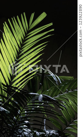 A single beam of light pierces the darkness, illuminating a solitary palm leaf A single beam of light pierces the darkness, illuminating a solitary palm leaf 123922890