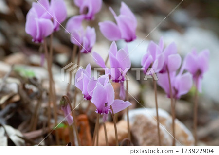 Beautiful flowers on Mount Athos, Greece Beautiful flowers on Mount Athos, Greece 123922904